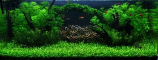 Unterwasser-Landschaft Moosbrücke Für 400 Liter Aquarium 4 Unterwasser-Landschaft Moosbrücke Für 400 Liter Aquarium -DENNERLE shop S1 060wf 1 1 5