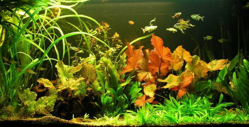 Unterwasser-Landschaft Lotuswelt Für Ein 400 Liter Aquarium 1 Unterwasser-Landschaft Lotuswelt Für Ein 400 Liter Aquarium