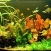Unterwasser-Landschaft Lotuswelt Für Ein 200 Liter Aquarium