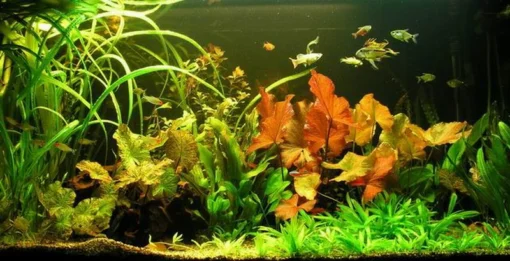Unterwasser-Landschaft Lotuswelt Für Ein 200 Liter Aquarium 3 Unterwasser-Landschaft Lotuswelt Für Ein 200 Liter Aquarium -DENNERLE shop S2 060wf 1 1 5