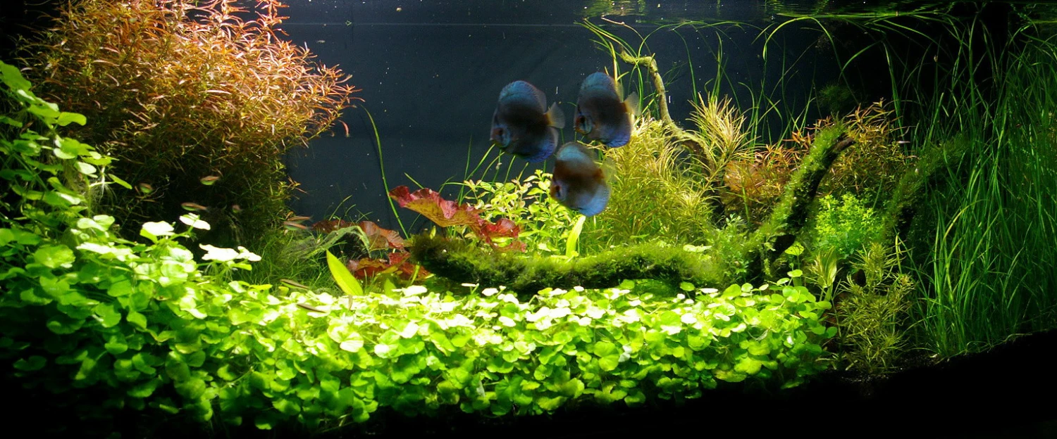 Unterwasser-Landschaft Diskus-Traum Für Ein 200 Liter Aquarium 2 Unterwasser-Landschaft Diskus-Traum Für Ein 200 Liter Aquarium – Bild 2