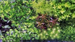 Unterwasser-Landschaft Holland-Aquarium Für Ein 200 Liter Aquarium 8 Unterwasser-Landschaft Holland-Aquarium Für Ein 200 Liter Aquarium -DENNERLE shop S4 200wf 1 3