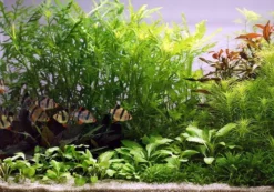 Unterwasser-Landschaft Holland-Aquarium Für Ein 200 Liter Aquarium 9 Unterwasser-Landschaft Holland-Aquarium Für Ein 200 Liter Aquarium -DENNERLE shop S4 200wf 1 4