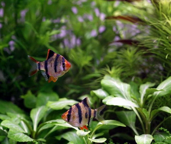 Unterwasser-Landschaft Holland-Aquarium Für Ein 300 Liter Aquarium 5 Unterwasser-Landschaft Holland-Aquarium Für Ein 300 Liter Aquarium – Bild 5