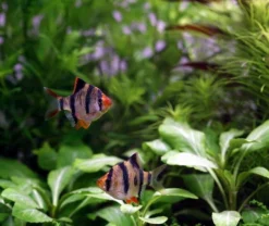 Unterwasser-Landschaft Holland-Aquarium Für Ein 500 Liter Aquarium 10 Unterwasser-Landschaft Holland-Aquarium Für Ein 500 Liter Aquarium -DENNERLE shop S4 200wf 1 5 4