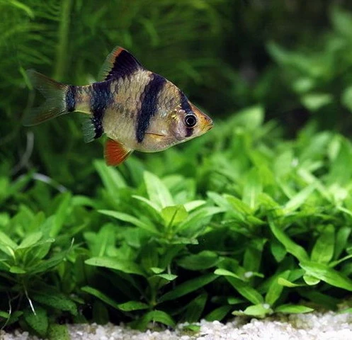 Unterwasser-Landschaft Holland-Aquarium Für Ein 200 Liter Aquarium 6 Unterwasser-Landschaft Holland-Aquarium Für Ein 200 Liter Aquarium – Bild 6