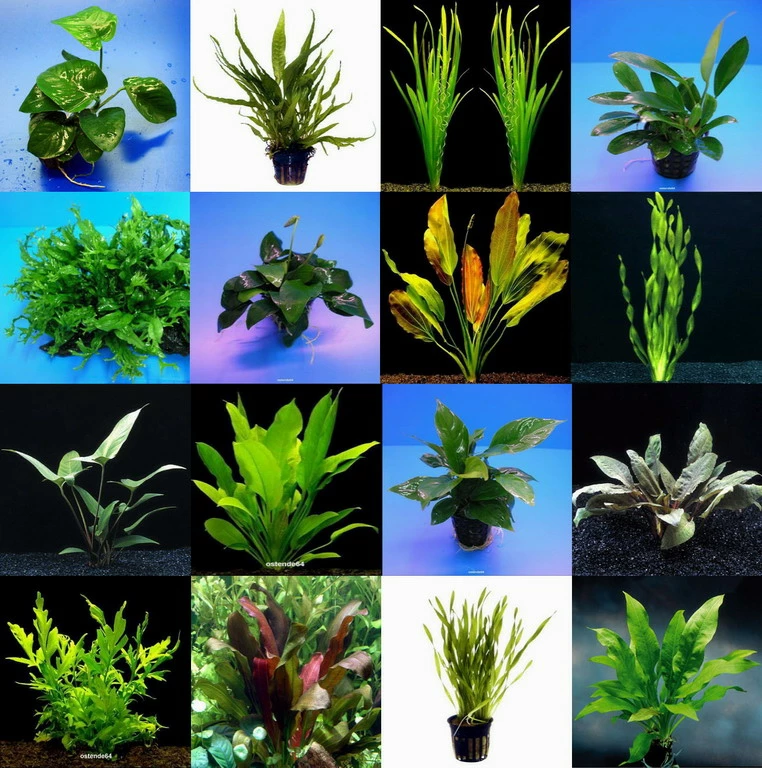 5 Topf Barschsortiment Malawi - Hochwertiges Und Robustes Set 1 5 Topf Barschsortiment Malawi - Hochwertiges Und Robustes Set