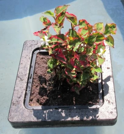 Insel Mit Houttuynia Cordata Chameleon / Chamäleon-Pflanze 1 Insel Mit Houttuynia Cordata Chameleon / Chamäleon-Pflanze