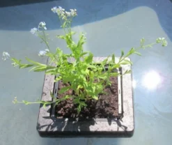 Insel Mit Myosotis Palustris / Sumpfvergißmeinnicht