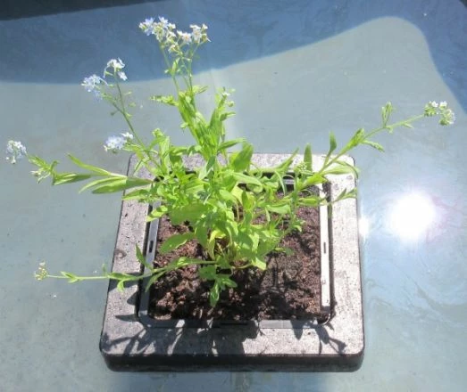 Insel Mit Myosotis Palustris / Sumpfvergißmeinnicht 1 Insel Mit Myosotis Palustris / Sumpfvergißmeinnicht