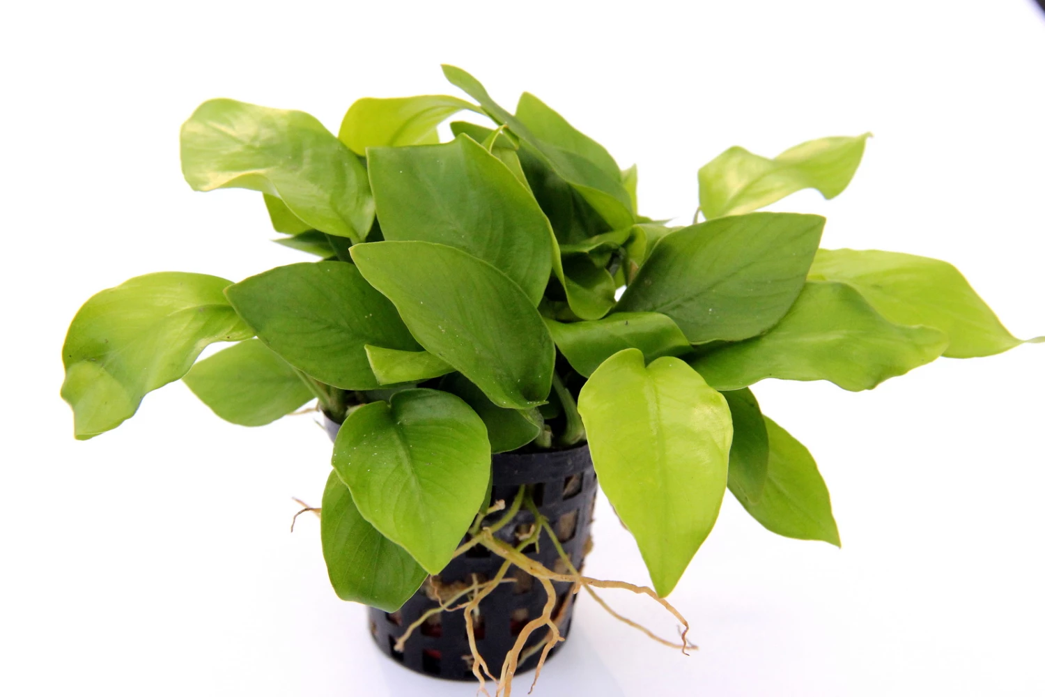 Anubias Quartett: 4x Anubias-Töpfe = Barteri + Nana + Petite + Golden, Barschfeste Wasserpflanzen 5 Anubias Quartett: 4x Anubias-Töpfe = Barteri + Nana + Petite + Golden, Barschfeste Wasserpflanzen – Bild 5