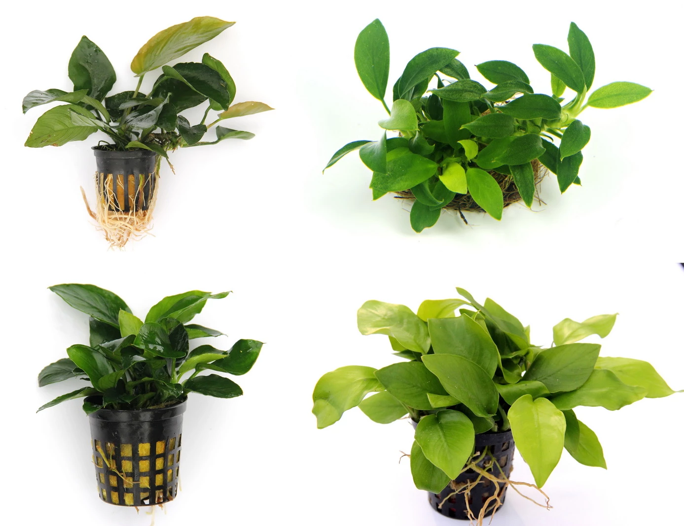 Anubias Quartett: 4x Anubias-Töpfe = Barteri + Nana + Petite + Golden, Barschfeste Wasserpflanzen 1 Anubias Quartett: 4x Anubias-Töpfe = Barteri + Nana + Petite + Golden, Barschfeste Wasserpflanzen