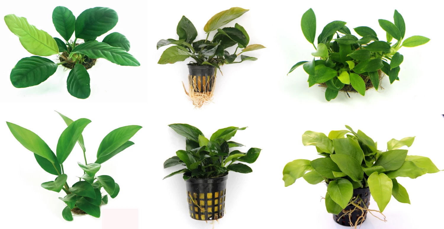 Anubias Sextett: 6x Anubias-Töpfe = Barteri + Nana + Petite + Golden + Coffeefolia + Congensis, Barschfeste Wasserpflanzen 1 Anubias Sextett: 6x Anubias-Töpfe = Barteri + Nana + Petite + Golden + Coffeefolia + Congensis, Barschfeste Wasserpflanzen