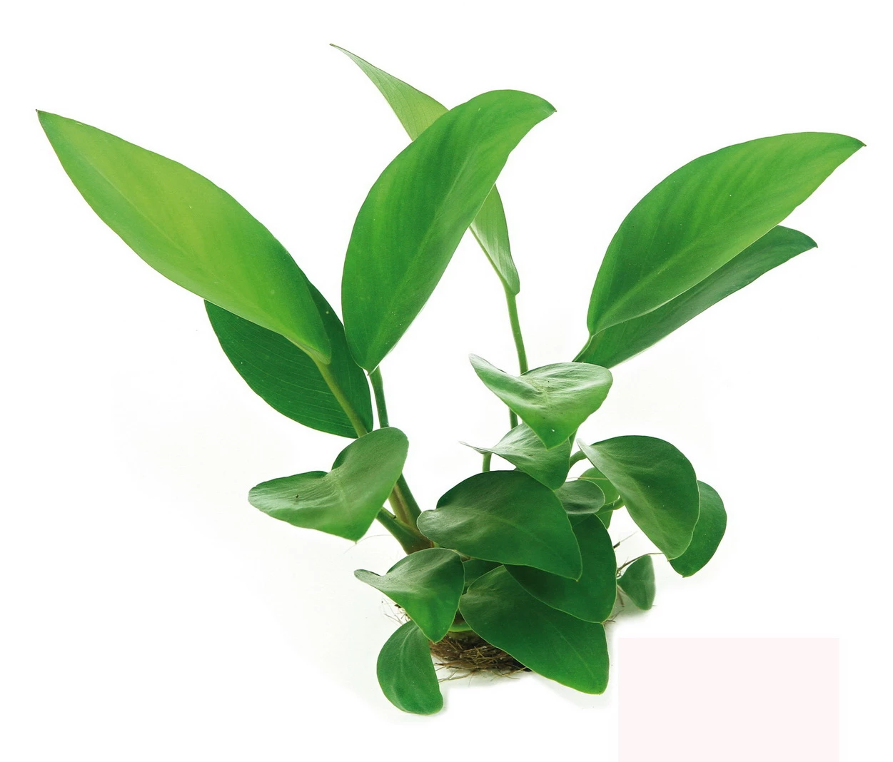 Anubias Sextett: 6x Anubias-Töpfe = Barteri + Nana + Petite + Golden + Coffeefolia + Congensis, Barschfeste Wasserpflanzen 3 Anubias Sextett: 6x Anubias-Töpfe = Barteri + Nana + Petite + Golden + Coffeefolia + Congensis, Barschfeste Wasserpflanzen – Bild 3