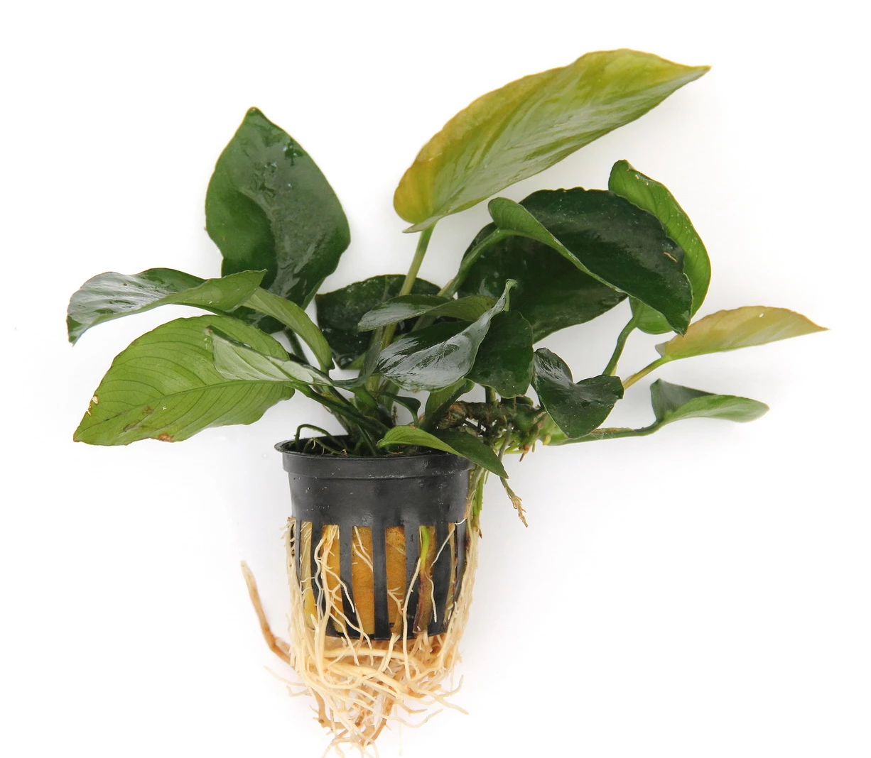 Anubias Sextett: 6x Anubias-Töpfe = Barteri + Nana + Petite + Golden + Coffeefolia + Congensis, Barschfeste Wasserpflanzen 4 Anubias Sextett: 6x Anubias-Töpfe = Barteri + Nana + Petite + Golden + Coffeefolia + Congensis, Barschfeste Wasserpflanzen – Bild 4
