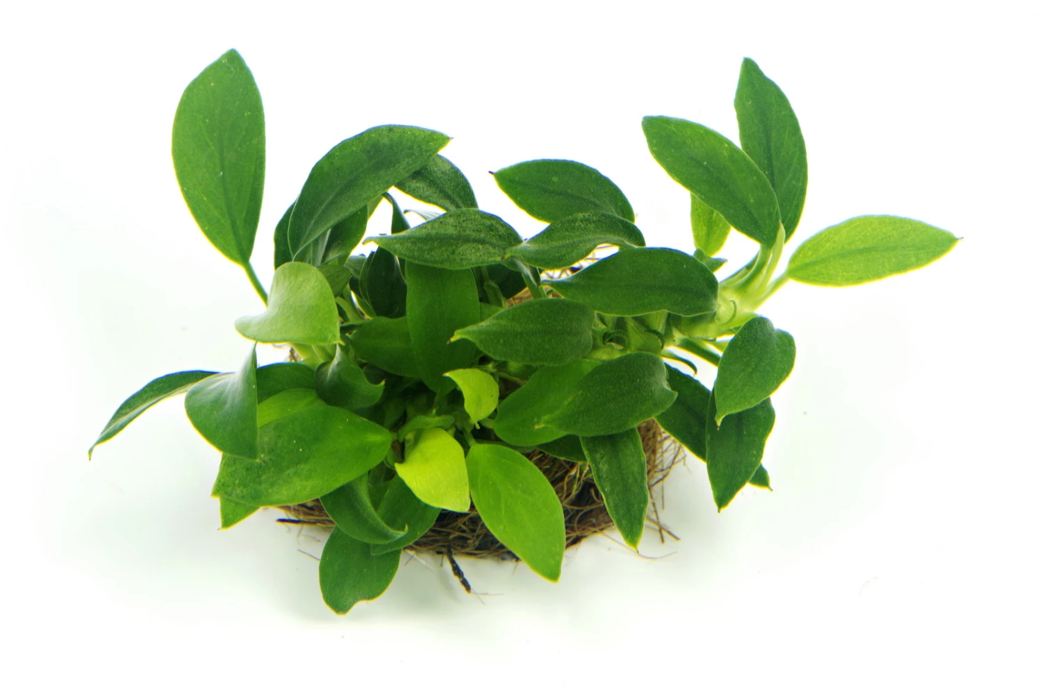 Anubias Sextett: 6x Anubias-Töpfe = Barteri + Nana + Petite + Golden + Coffeefolia + Congensis, Barschfeste Wasserpflanzen 5 Anubias Sextett: 6x Anubias-Töpfe = Barteri + Nana + Petite + Golden + Coffeefolia + Congensis, Barschfeste Wasserpflanzen – Bild 5