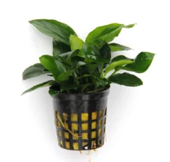 Anubias Sextett: 6x Anubias-Töpfe = Barteri + Nana + Petite + Golden + Coffeefolia + Congensis, Barschfeste Wasserpflanzen 12 Anubias Sextett: 6x Anubias-Töpfe = Barteri + Nana + Petite + Golden + Coffeefolia + Congensis, Barschfeste Wasserpflanzen -DENNERLE shop S6 6wf 1 8