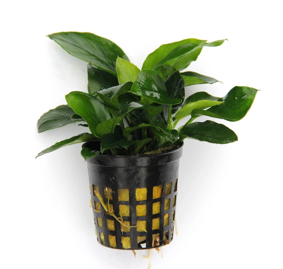 Anubias Sextett: 6x Anubias-Töpfe = Barteri + Nana + Petite + Golden + Coffeefolia + Congensis, Barschfeste Wasserpflanzen 6 Anubias Sextett: 6x Anubias-Töpfe = Barteri + Nana + Petite + Golden + Coffeefolia + Congensis, Barschfeste Wasserpflanzen – Bild 6