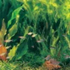 Rio Xingu - Pflanzenlandschaft Für Ein 160-200 Liter Aquarium