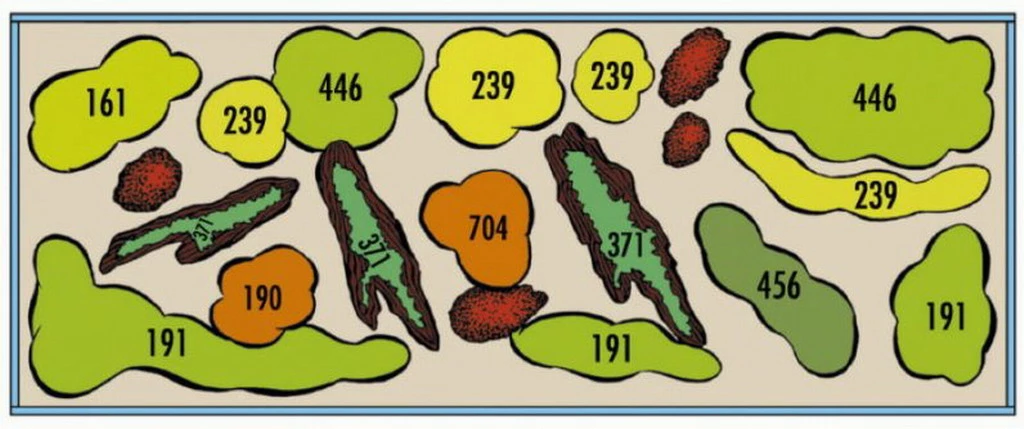 Rio Xingu - Pflanzenlandschaft Für Ein 160-200 Liter Aquarium 2 Rio Xingu - Pflanzenlandschaft Für Ein 160-200 Liter Aquarium – Bild 2