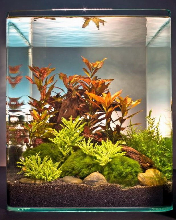In-Vitro Ludwigia Cube 30 Liter - Pflanzenlandschaft Für Einen 30 Liter Nano Cube 1 In-Vitro Ludwigia Cube 30 Liter - Pflanzenlandschaft Für Einen 30 Liter Nano Cube