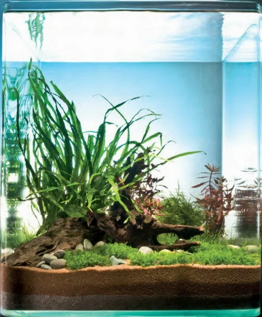 Riccardia Cube 30 Liter - Pflanzenlandschaft Für Einen 30 Liter Nano Cube 7 Riccardia Cube 30 Liter - Pflanzenlandschaft Für Einen 30 Liter Nano Cube -DENNERLE shop S9144DE 1 1 1