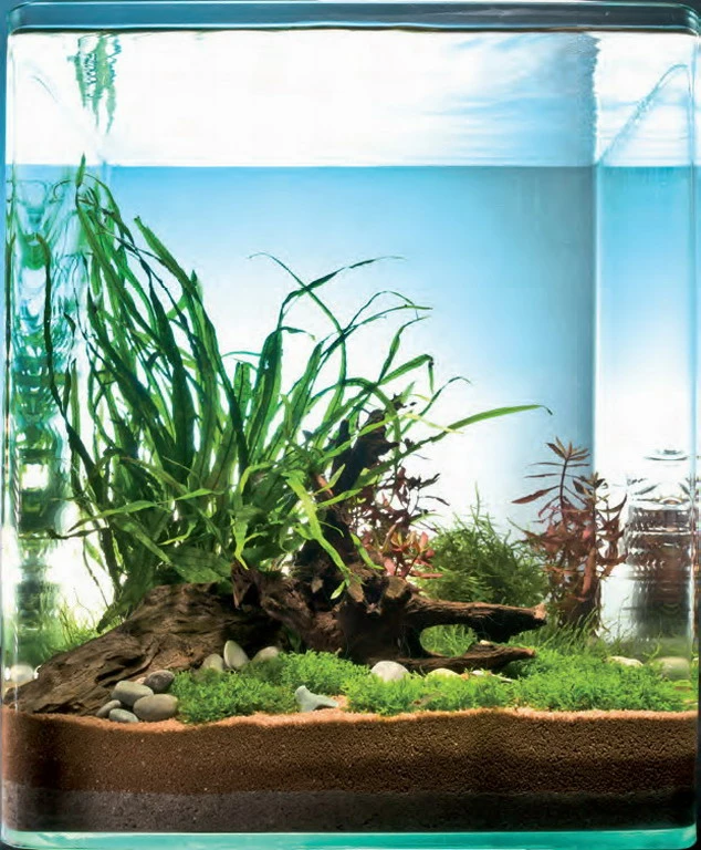 Riccardia Cube 30 Liter - Pflanzenlandschaft Für Einen 30 Liter Nano Cube 1 Riccardia Cube 30 Liter - Pflanzenlandschaft Für Einen 30 Liter Nano Cube