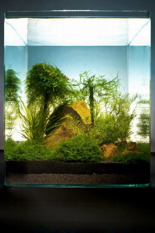 Bamboo Cube 30 Liter - Pflanzenlandschaft Für Einen 30 Liter Nano Cube 1 Bamboo Cube 30 Liter - Pflanzenlandschaft Für Einen 30 Liter Nano Cube