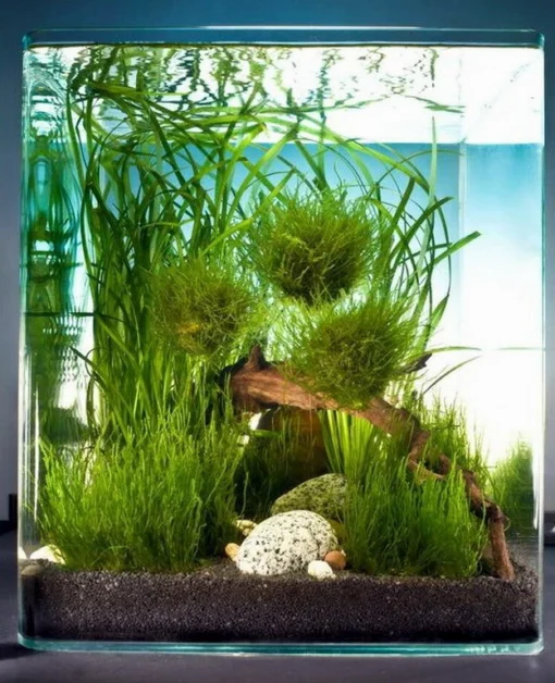 Biosphere Cube 30 Liter - Pflanzenlandschaft Für Einen 30 Liter Nano Cube 8 Biosphere Cube 30 Liter - Pflanzenlandschaft Für Einen 30 Liter Nano Cube -DENNERLE shop S9149DE 1 1