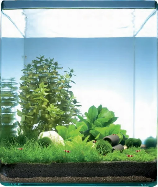 Pantanal Bay 10 Liter - Pflanzenlandschaft Für Einen 10 Liter Nano Cube 5 Pantanal Bay 10 Liter - Pflanzenlandschaft Für Einen 10 Liter Nano Cube -DENNERLE shop S9182DE 1 1