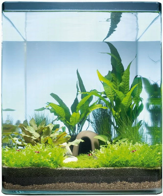 Java Paradise 20 Liter - Pflanzenlandschaft Für Einen 20 Liter Nano Cube 1 Java Paradise 20 Liter - Pflanzenlandschaft Für Einen 20 Liter Nano Cube
