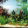 Kupfer Salmler - Pflanzenlandschaft Für Ein 160-200 Liter Aquarium