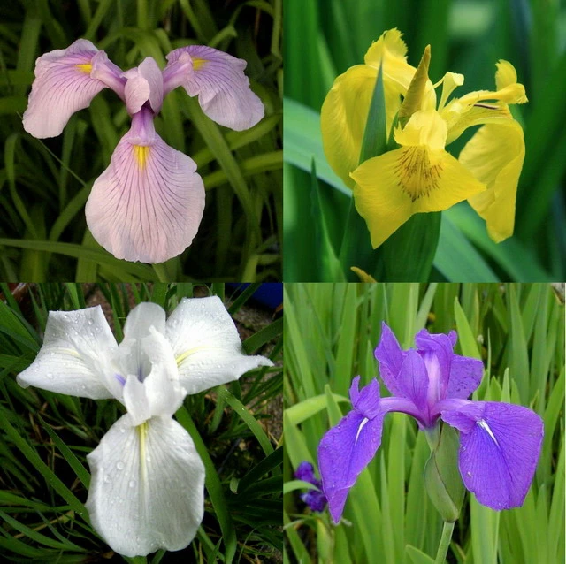 4 Töpfe Wasserschwert-Lilien - Iris In 4 Verschiedene Farben, Rosa, Blau, Weiß, Gelb 1 4 Töpfe Wasserschwert-Lilien - Iris In 4 Verschiedene Farben, Rosa, Blau, Weiß, Gelb