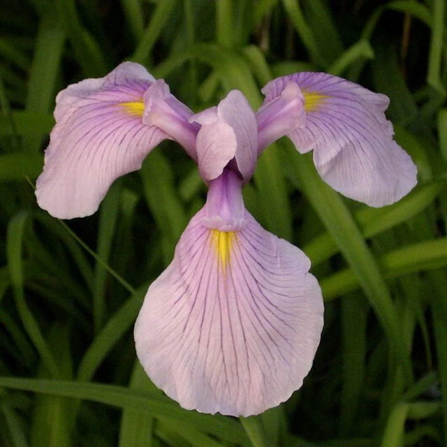4 Töpfe Wasserschwert-Lilien - Iris In 4 Verschiedene Farben, Rosa, Blau, Weiß, Gelb 2 4 Töpfe Wasserschwert-Lilien - Iris In 4 Verschiedene Farben, Rosa, Blau, Weiß, Gelb – Bild 2