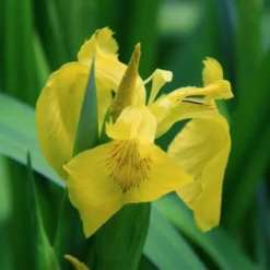 4 Töpfe Wasserschwert-Lilien - Iris In 4 Verschiedene Farben, Rosa, Blau, Weiß, Gelb 7 4 Töpfe Wasserschwert-Lilien - Iris In 4 Verschiedene Farben, Rosa, Blau, Weiß, Gelb -DENNERLE shop SG004wf 1 4