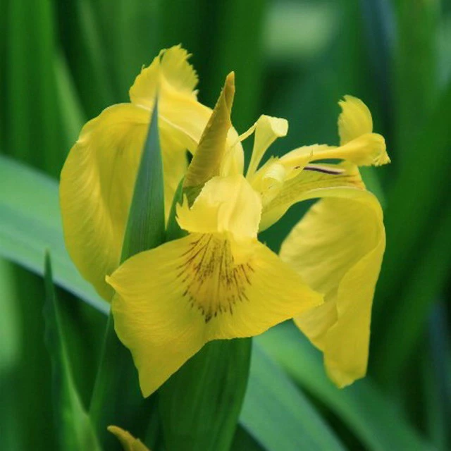 4 Töpfe Wasserschwert-Lilien - Iris In 4 Verschiedene Farben, Rosa, Blau, Weiß, Gelb 3 4 Töpfe Wasserschwert-Lilien - Iris In 4 Verschiedene Farben, Rosa, Blau, Weiß, Gelb – Bild 3