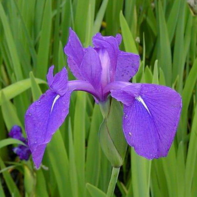 4 Töpfe Wasserschwert-Lilien - Iris In 4 Verschiedene Farben, Rosa, Blau, Weiß, Gelb 5 4 Töpfe Wasserschwert-Lilien - Iris In 4 Verschiedene Farben, Rosa, Blau, Weiß, Gelb – Bild 5