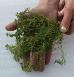 25 Unterwasserpflanzen Teich-Sortiment, Sauerstoffpflanzen-Set -DENNERLE shop SG025wf 1 5