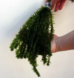 25 Unterwasserpflanzen Teich-Sortiment, Sauerstoffpflanzen-Set -DENNERLE shop SG025wf 1 6