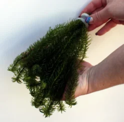 25 Unterwasserpflanzen Teich-Sortiment, Sauerstoffpflanzen-Set -DENNERLE shop SG025wf 1 7