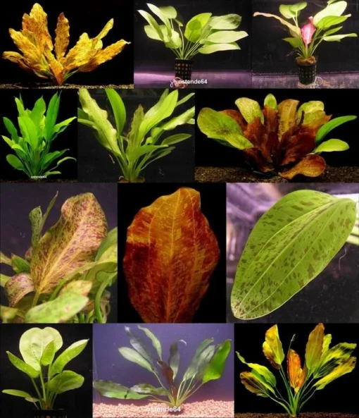 4 Schöne Kräftige Töpfe Schwertpflanzen/Echinodorus - Verschiedene Solitärpflanzen 2 4 Schöne Kräftige Töpfe Schwertpflanzen/Echinodorus - Verschiedene Solitärpflanzen -DENNERLE shop ST04PP 1 1