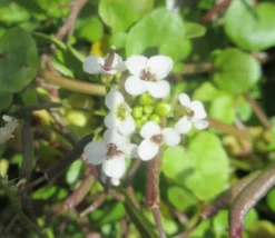 Brunnenkresse / Nasturtium Officinale Im 9x9 Cm Topf