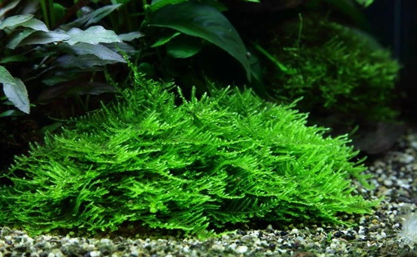 XL In-Vitro Stachelmoos / Taxiphyllum Spec. 'Spiky Moss', Moos 1 XL In-Vitro Stachelmoos / Taxiphyllum Spec. 'Spiky Moss', Moos