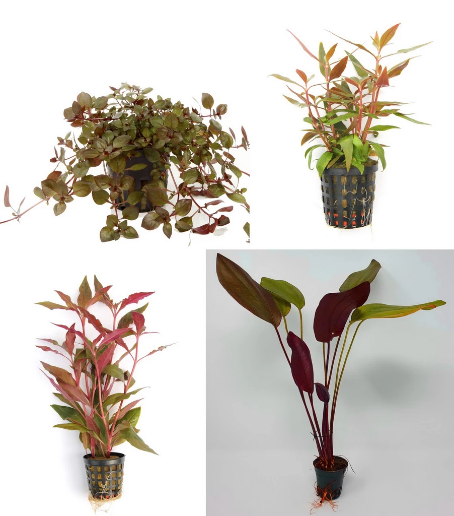 4 Töpfe Schöne Rote Wasserpflanzen - Aquariumpflanzen Set 2 4 Töpfe Schöne Rote Wasserpflanzen - Aquariumpflanzen Set – Bild 2