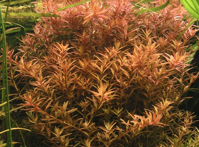 In-Vitro Kleine Rotala / Rotala Indica - Rotundifolia 1 In-Vitro Kleine Rotala / Rotala Indica - Rotundifolia