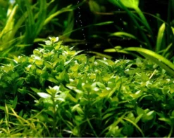 1-2-GROW! Kriechende Staurogyne / Staurogyne Spec. Repens Von TROPICA