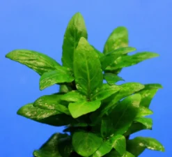 Kriechende Staurogyne / Staurogyne Spec. Rio Cristalino *NEUHEIT*