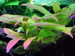 Mini Kirschblatt / Hygrophila Corymbosa Compact - Kompakt