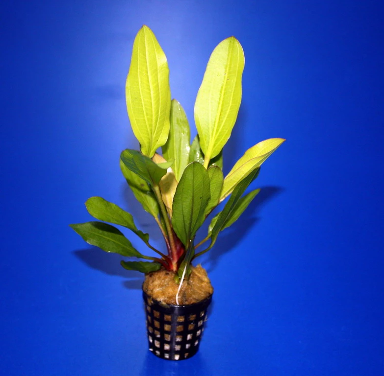 Horemanis Schwertpflanze Grün / Echinodorus Horemanii Grün TOP-Rarität 1 Horemanis Schwertpflanze Grün / Echinodorus Horemanii Grün TOP-Rarität