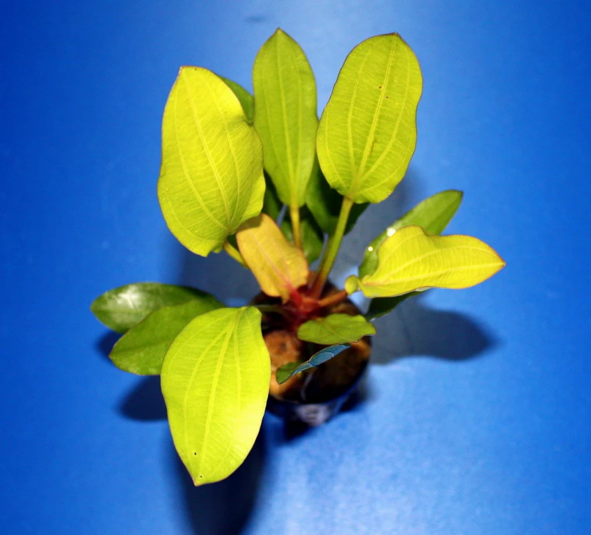 Horemanis Schwertpflanze Grün / Echinodorus Horemanii Grün TOP-Rarität 2 Horemanis Schwertpflanze Grün / Echinodorus Horemanii Grün TOP-Rarität – Bild 2